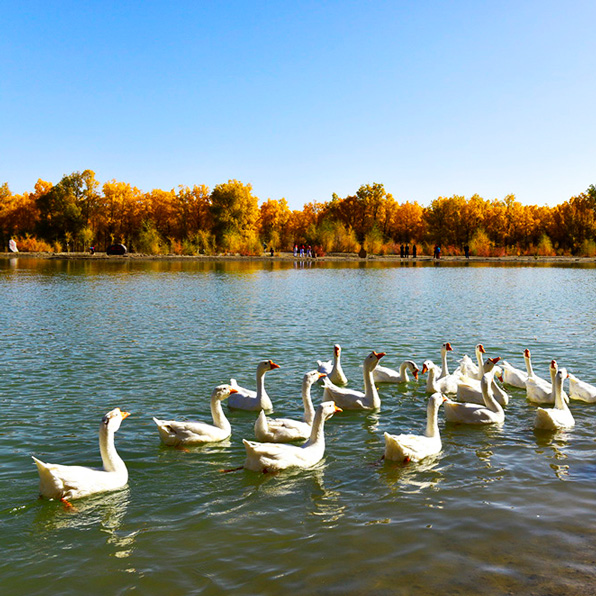 一(yī)分(fēn)鐘(zhōng)帶你(nǐ)了(le)解安徽的(de)皖西(xī)大(dà)白(bái)鵝